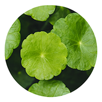Madagascar Centella Asiatica Known as "Tiger Grass" – legendary for healing and calming irritated skin. Sourced from pristine Madagascar forests.